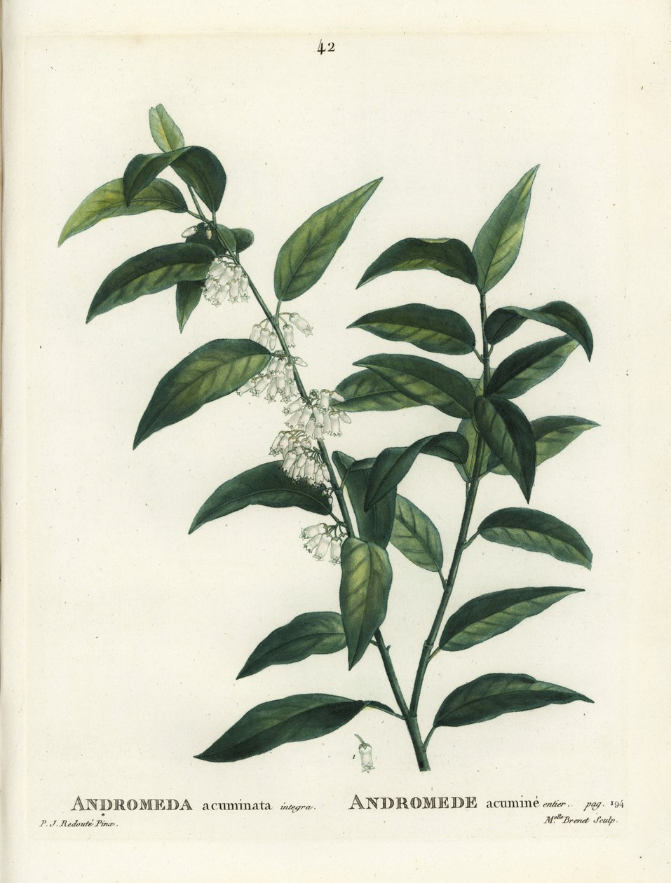 Fetterbush, Andromeda acuminata. Henri Louis Duhamel du Moncel