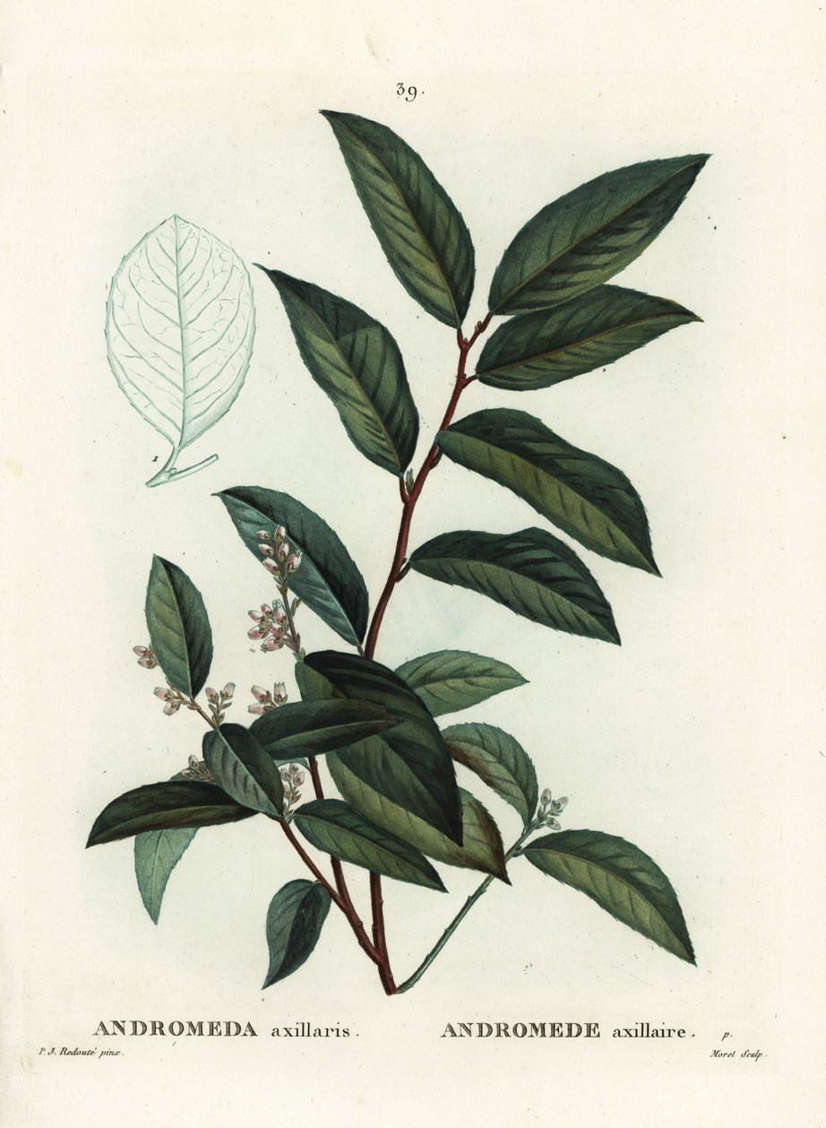 Fetterbush, Andromeda axillaris. Henri Louis Duhamel du Moncel