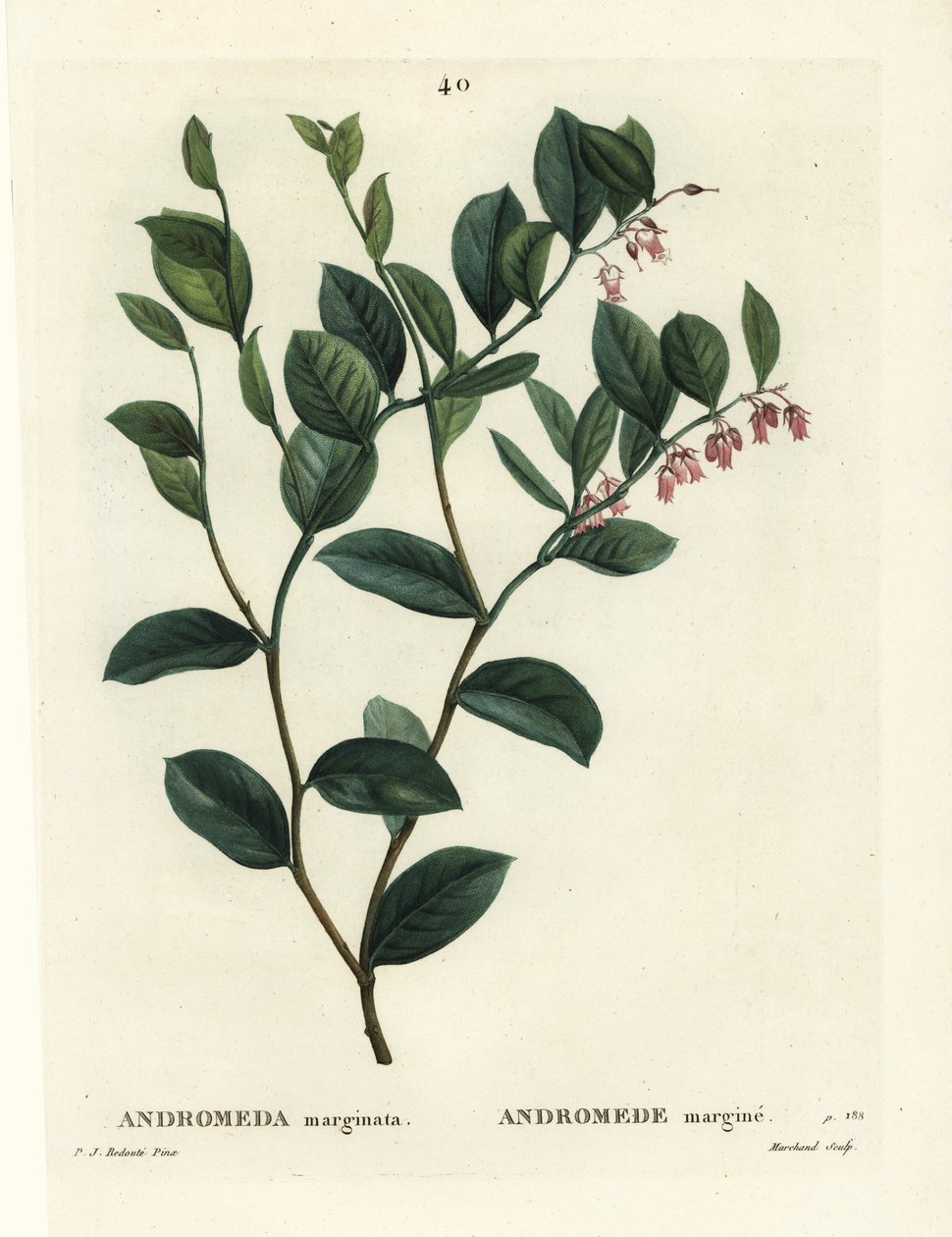 Fetterbush, Andromeda marginata. Henri Louis Duhamel du Moncel