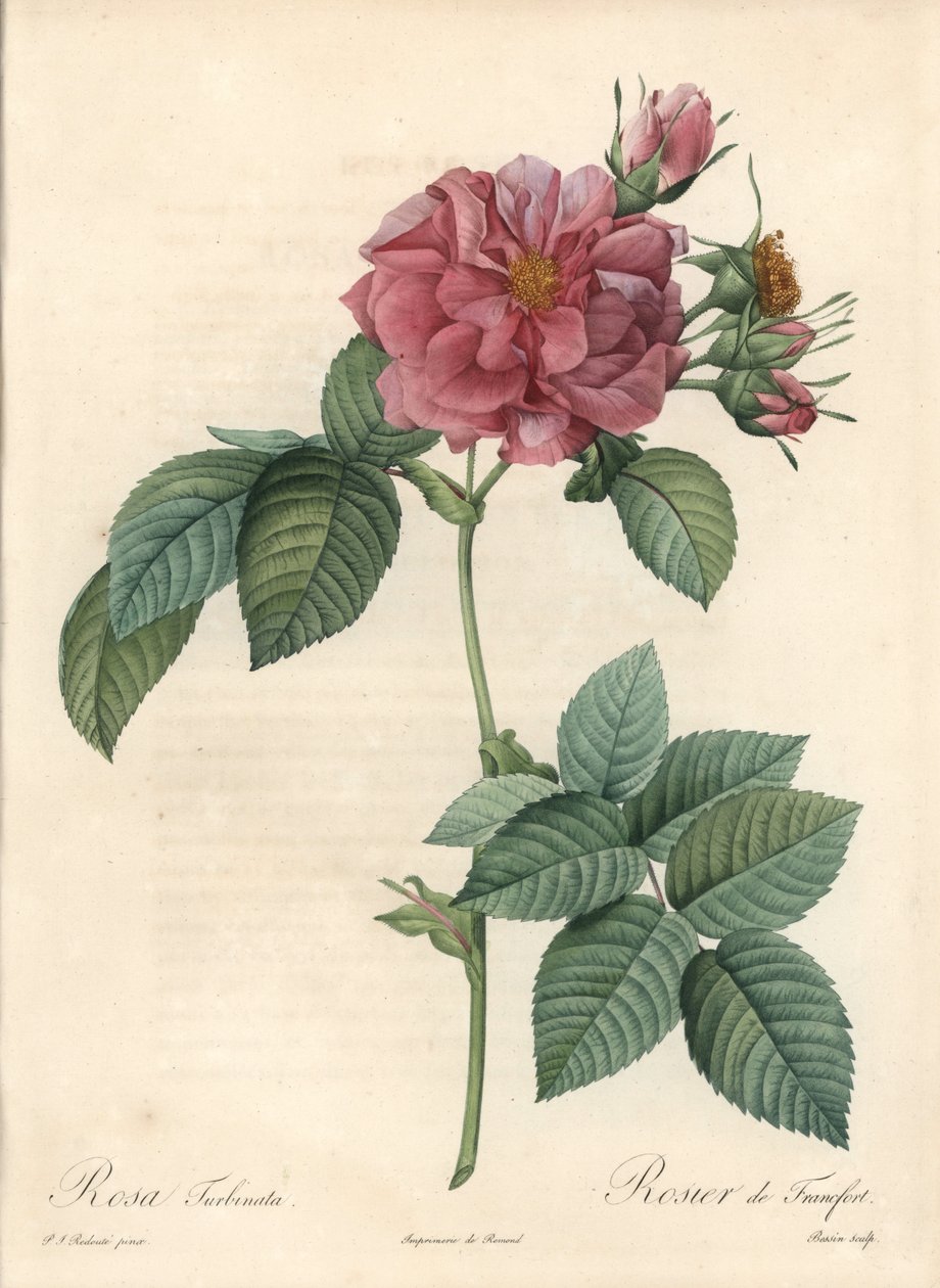 Frankfurt Rosier - Eau forte de Bessin, Les Roses
