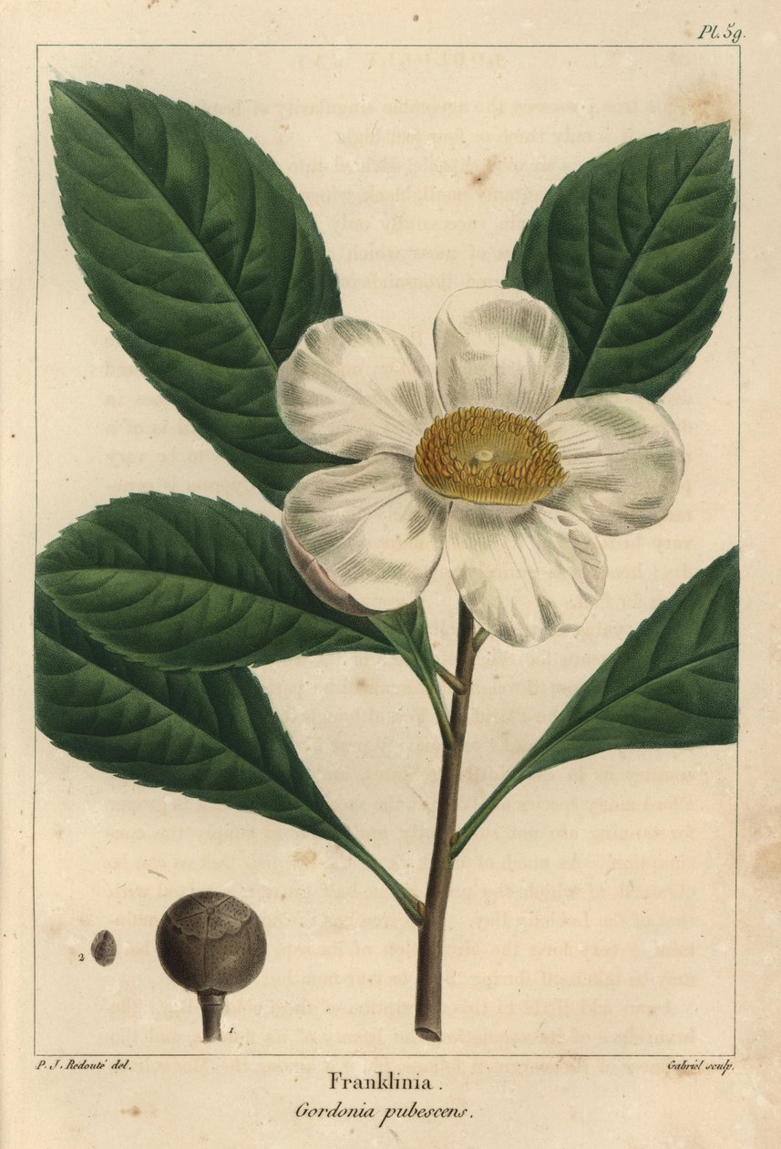 Franklinia ağacı, Gordonia pubescens (gravür) by Pierre Joseph Redouté