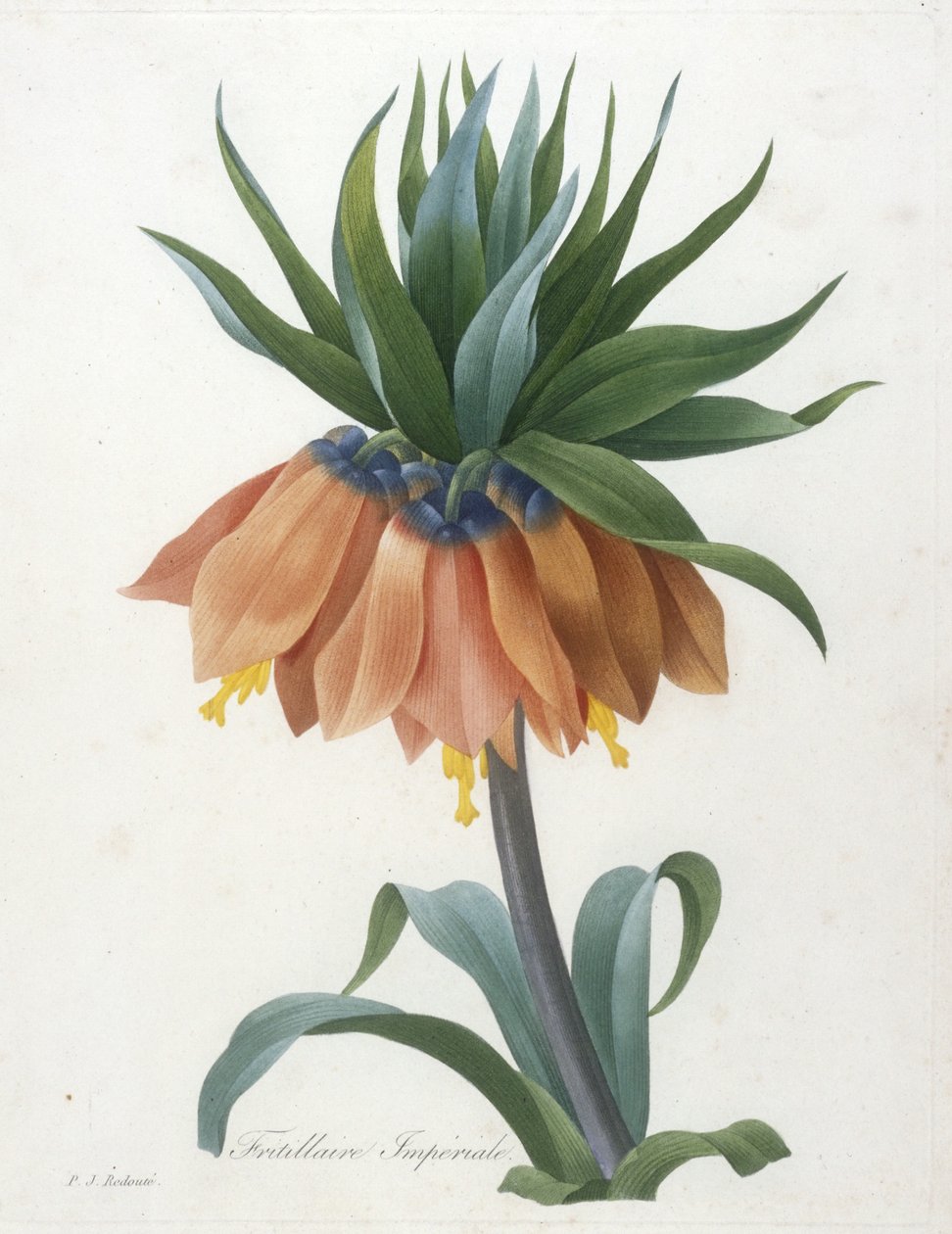 Fritillaire Imperiale, En Güzel Çiçeklerin ve En Güzel Meyvelerin Seçimi