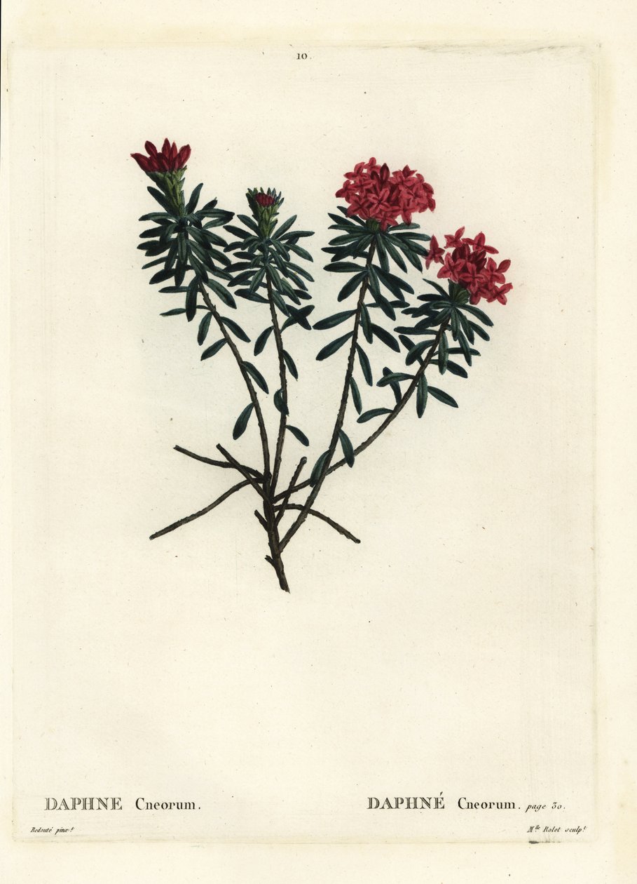 Garland çiçek gül altın defne, Daphne cneorum. Henri Louis Duhamel du Moncel