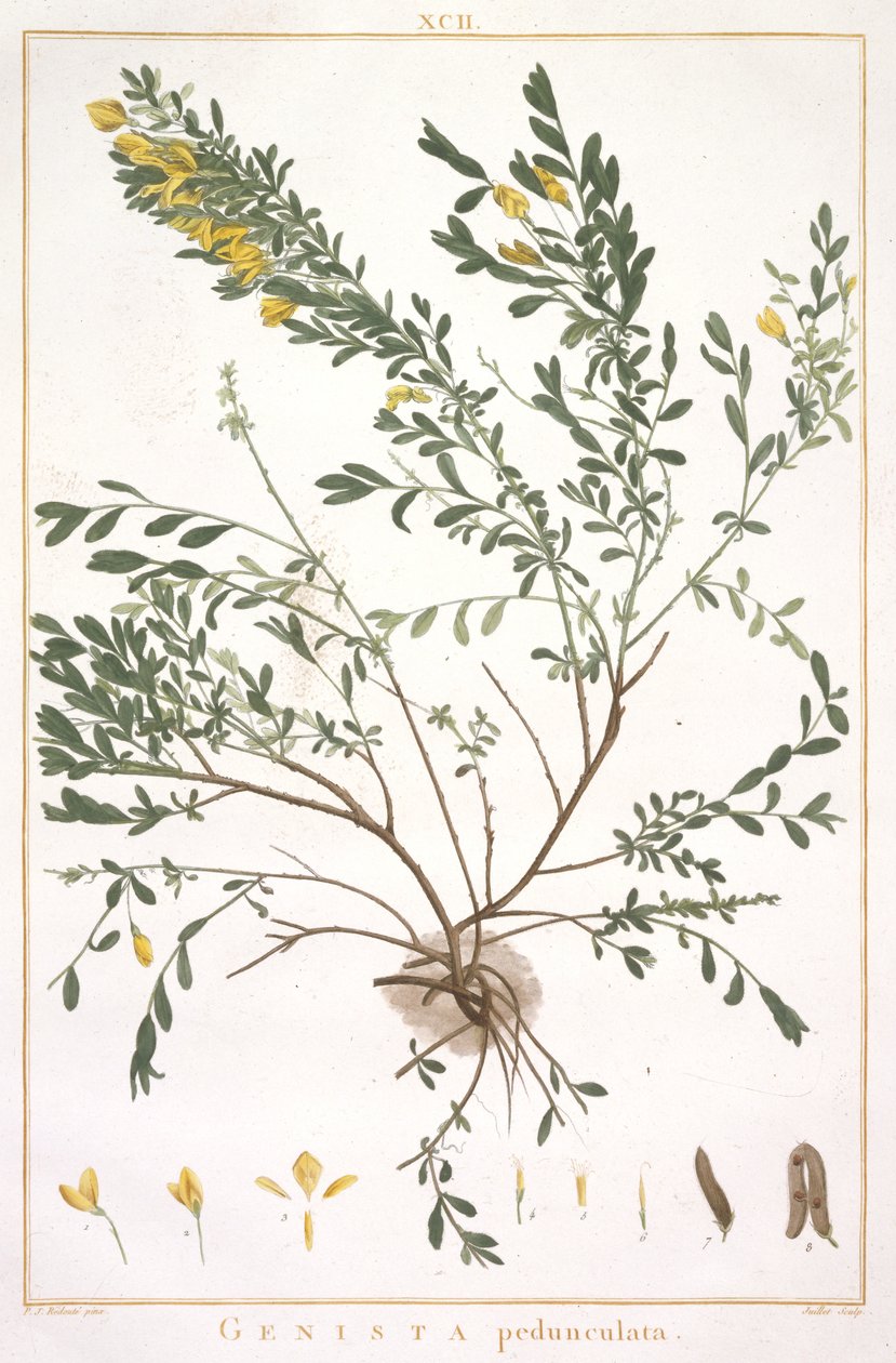 Genista pedunculata, Stripes Nova veya Less Known