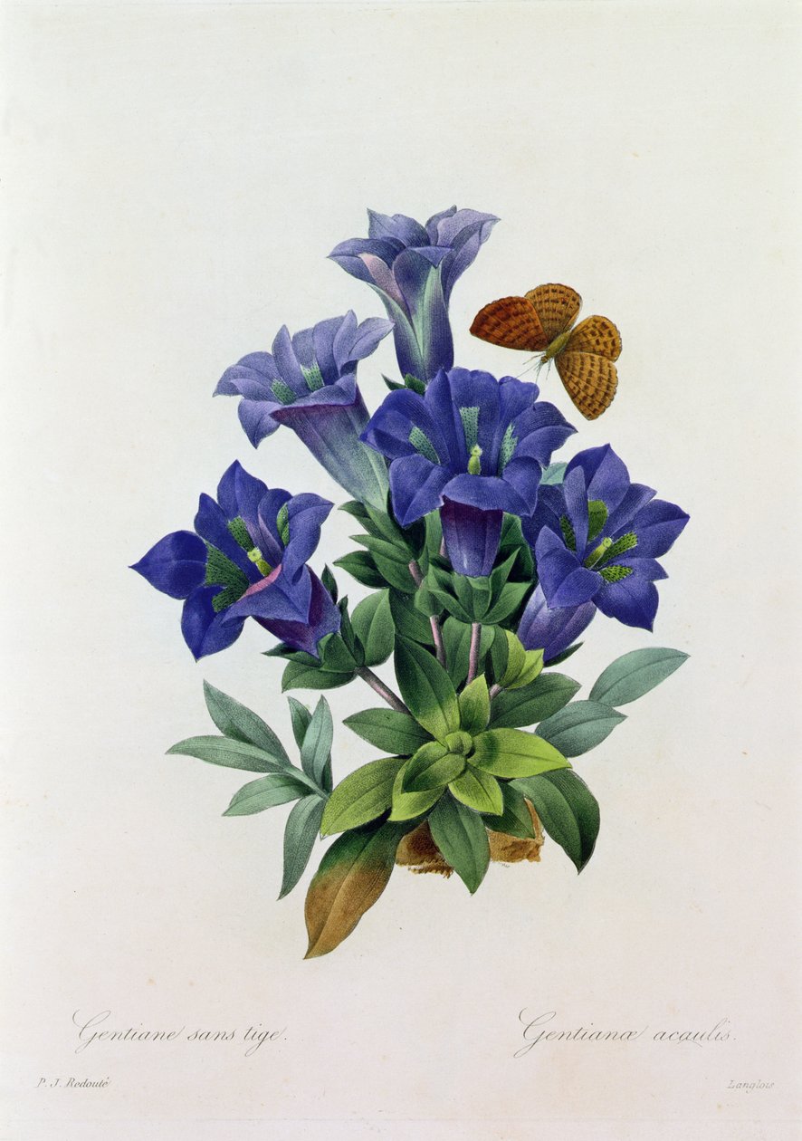 Gentiana Acaulis (renkli gravür) by Pierre Joseph Redouté