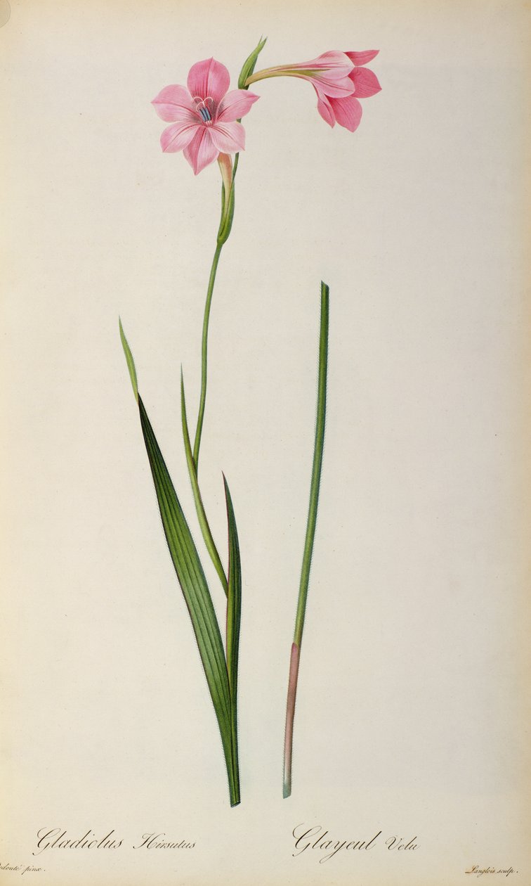 Glayöl Hirsulus, "Les Liliacees"den, 1805 by Pierre Joseph Redouté