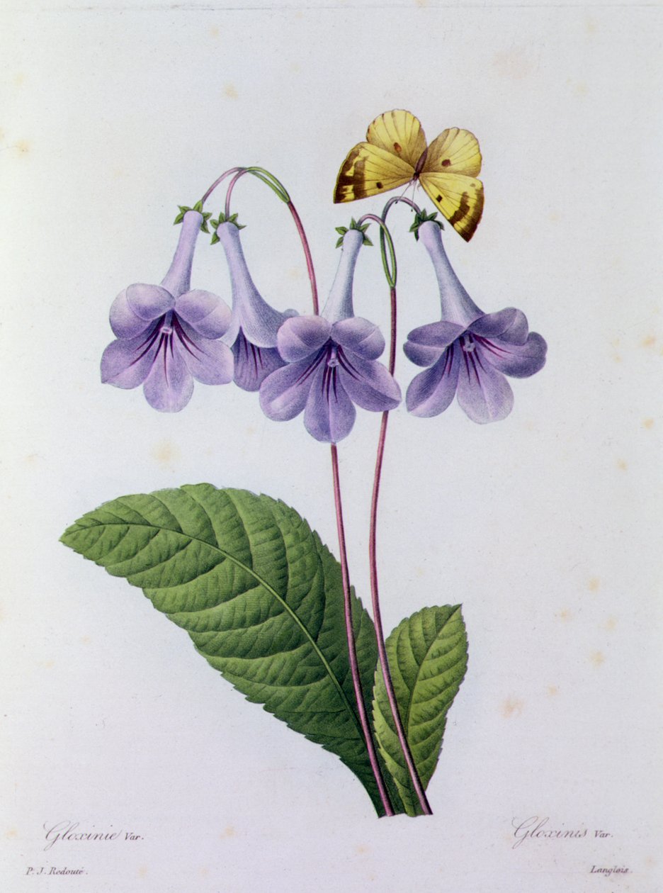 Gloxinia (renkli gravür) by Pierre Joseph Redouté