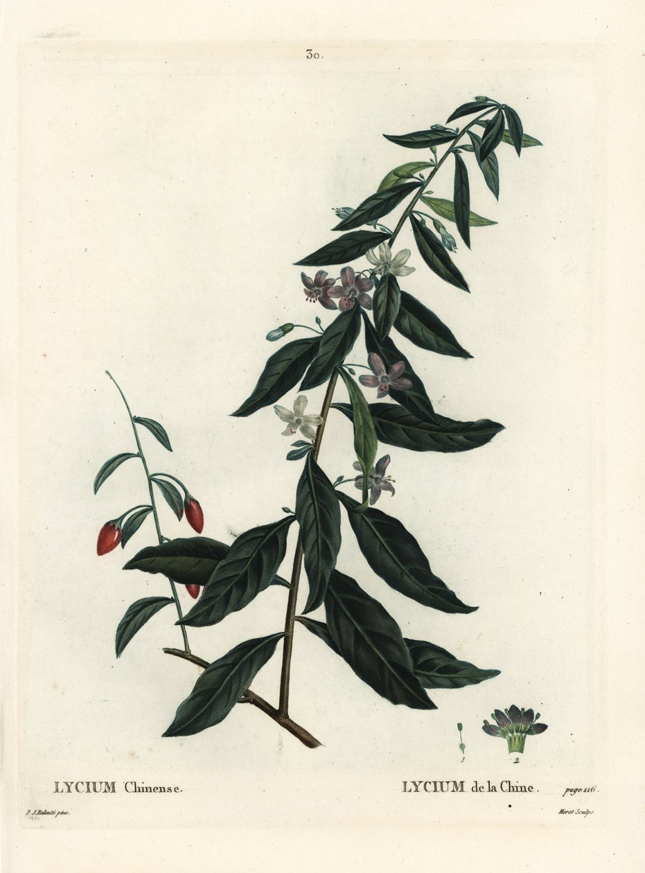 Goji berry veya Çin şimşir, Lycium chinense. Henri Louis Duhamel du Moncel