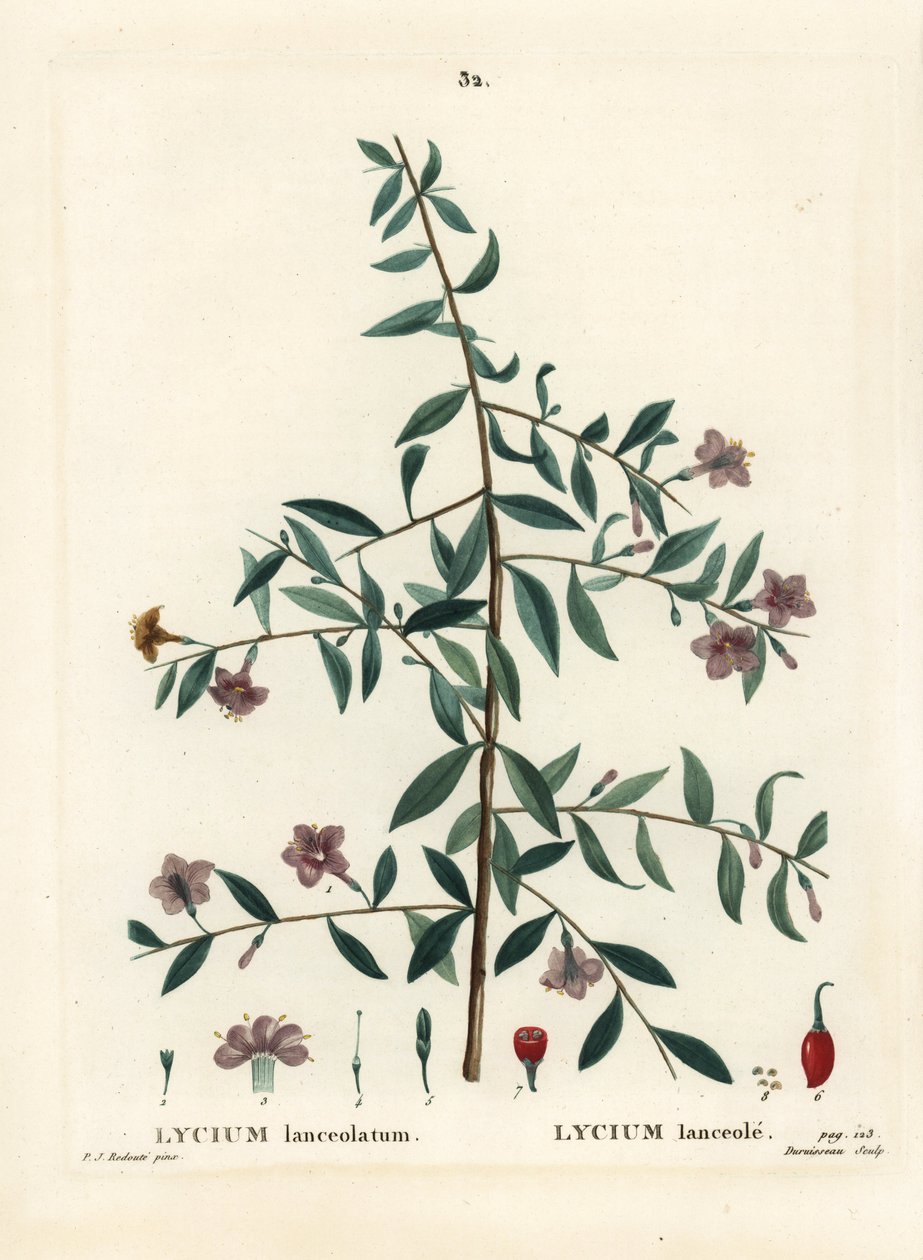 Goji berry veya Çin wolfberry, Lycium barbarum (Lycium lanceolatum). Henri Louis Duhamel du Moncel