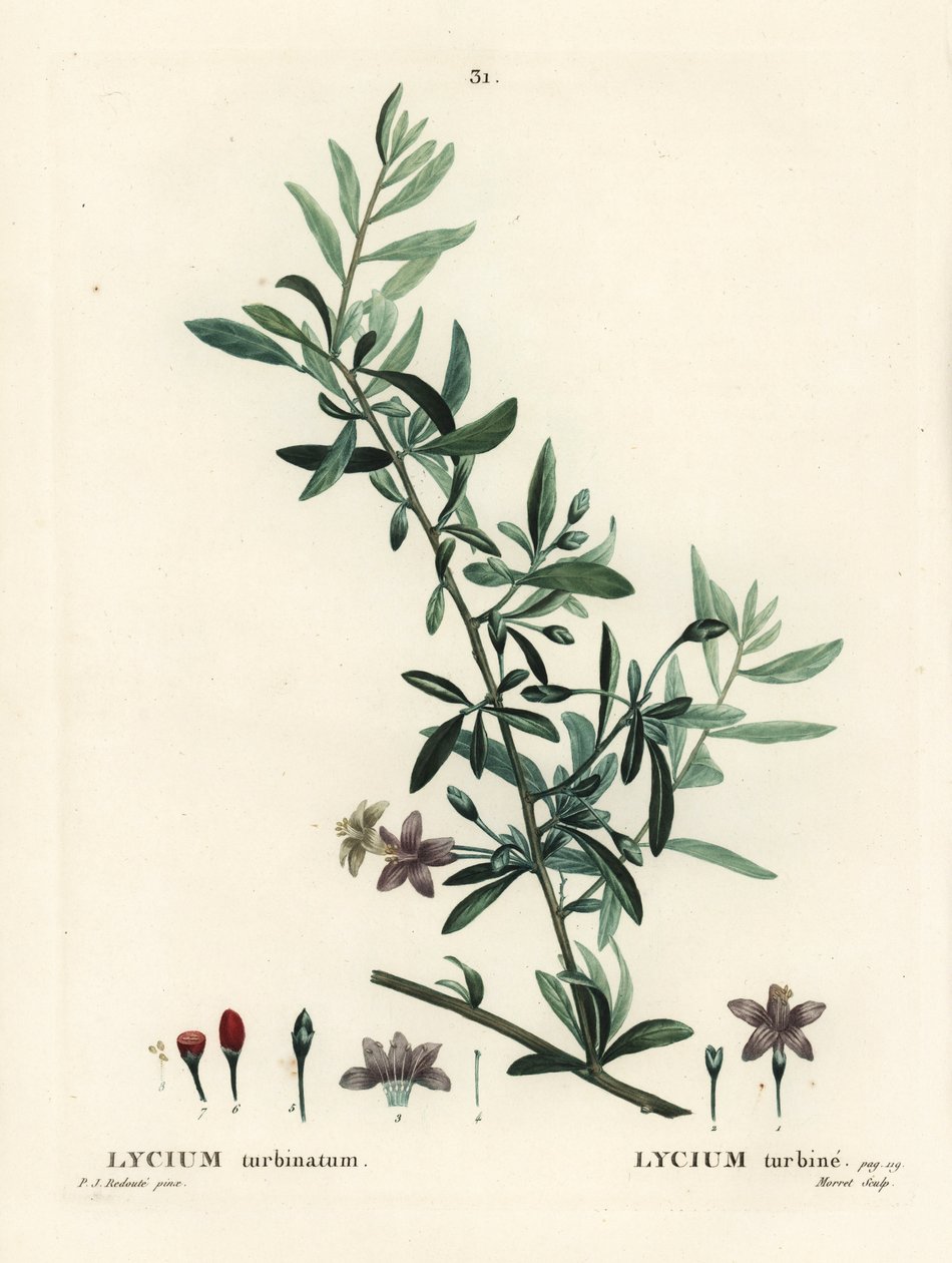 Goji berry veya Çin wolfberry, Lycium barbarum (Lycium turbinatum). Henri Louis Duhamel du Moncel
