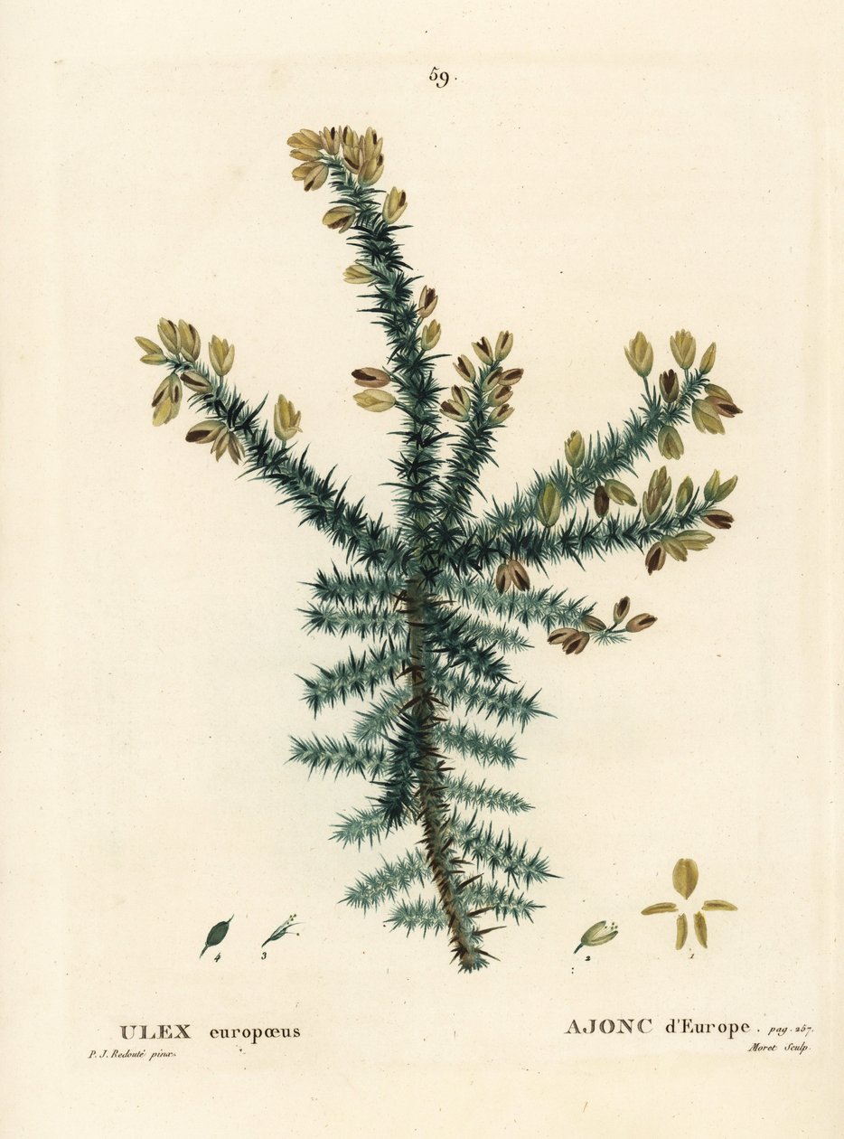 Karaçalı, kürklü ya da sızlanan, Ulex europaeus. Henri Louis Duhamel du Moncel