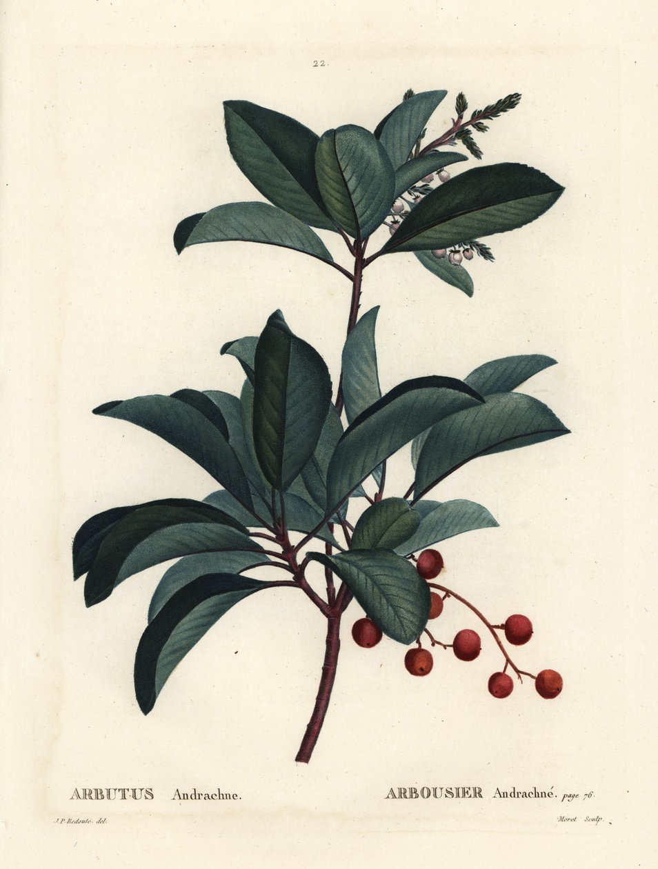 Yunan çilek ağacı, Arbutus andrachne. Henri Louis Duhamel du Moncel