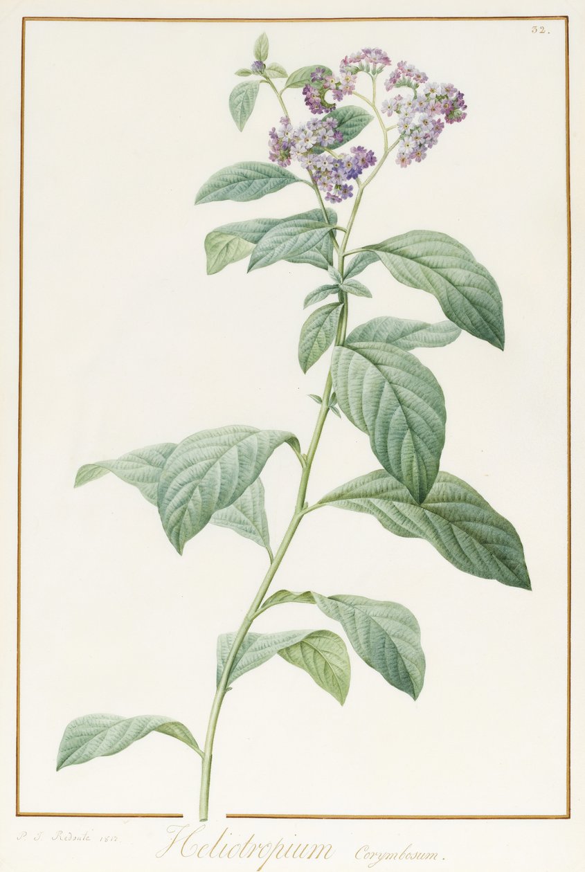 Heliotropium Corymbosurn, 1812 (parşömen üzerine grafit üzerine wc ve gövde rengi) by Pierre Joseph Redouté