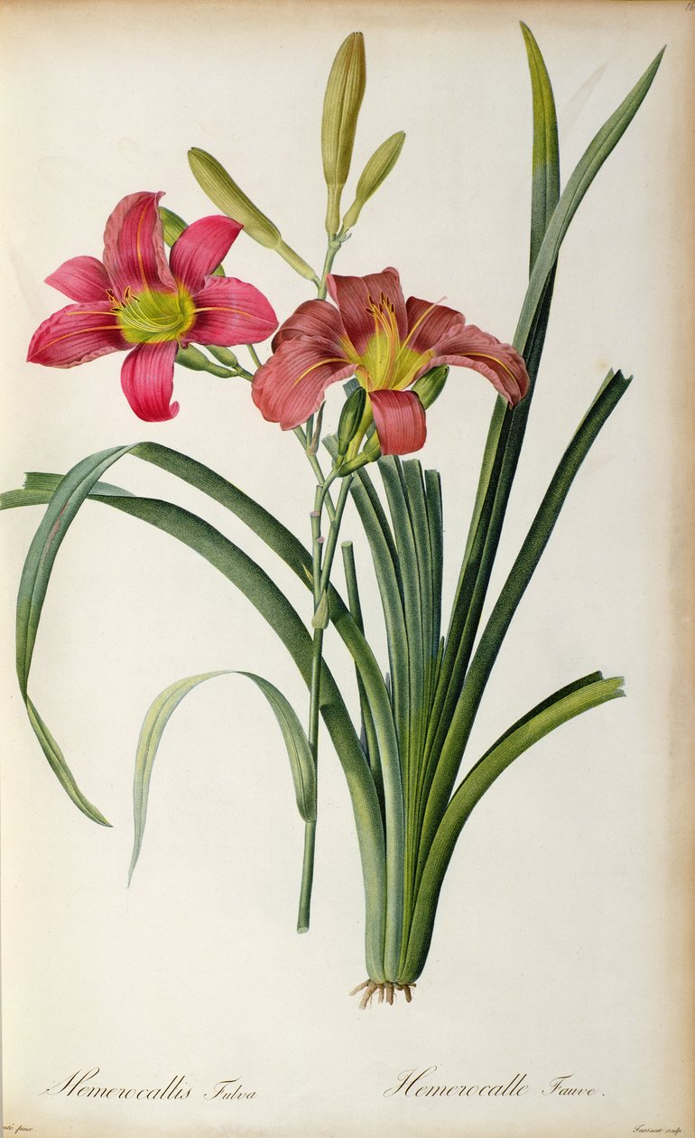 Hemerocallis fulva, from `Les Liliacees