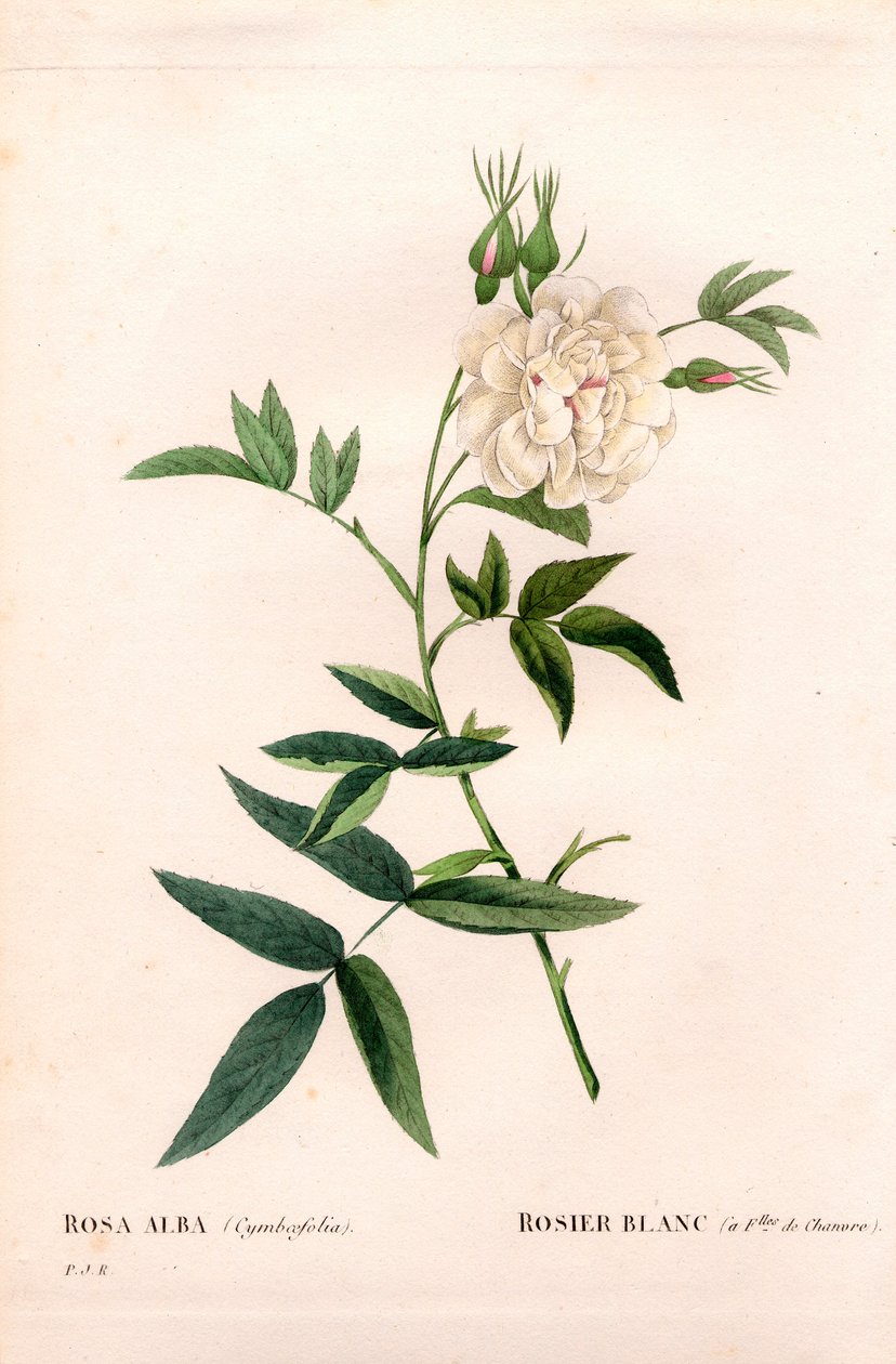 Kenevir yapraklı beyaz gül, Rosa alba var. cannabifolia, kenevir yaprakları ile beyaz gül. Pierre Joseph Redoute