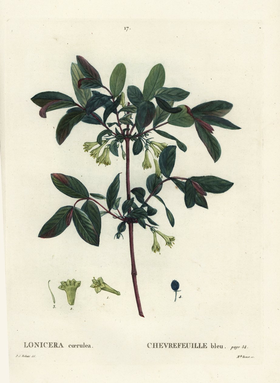 Honeyberry, Haskap berry, mavi dutlu hanımeli veya çilekli hanımeli, Lonicera caerulea. Henri Louis Duhamel du Moncel