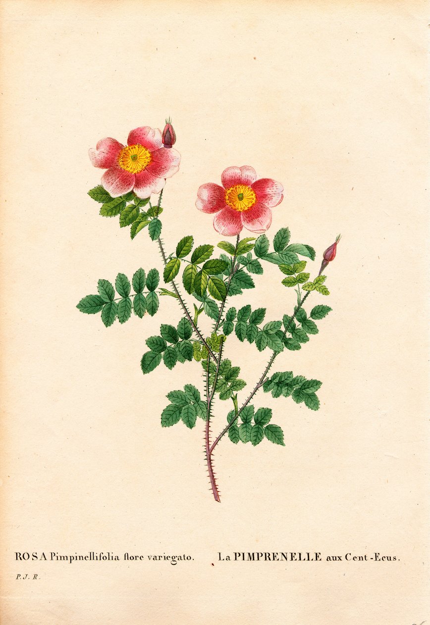 Yüz Taç Burnet gülü, Rosa pimpinellifolia çeşidi, La Pimprenelle aux Cent-Ecus. Pierre Joseph Redoute