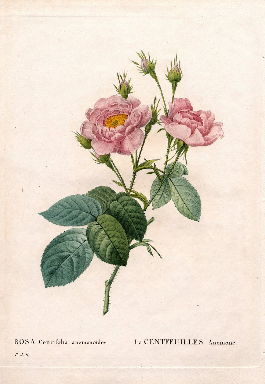 Yüz Yapraklı Anemon gülü, Rosa centifolia çeşidi, La Centfeuilles Anemone. Pierre Joseph Redoute