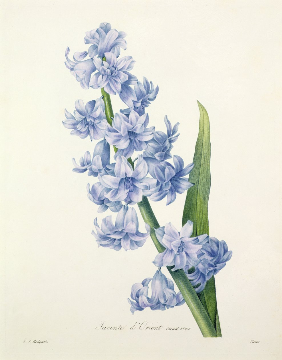 Hyacinthus orientalis (ortak sümbül), Victor tarafından 