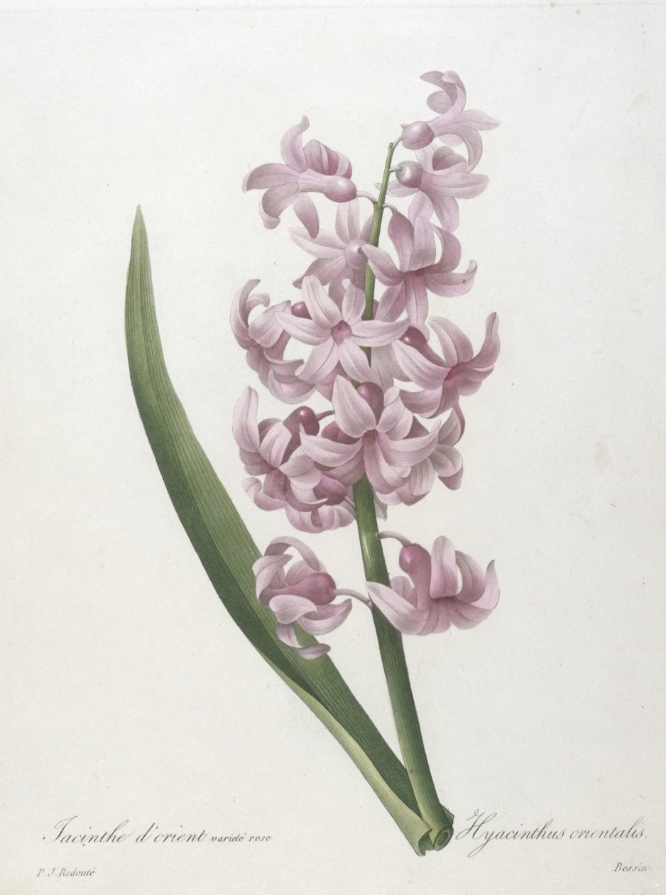 Altın sümbül gül çeşidi, Hyacinthus orientalis, En Güzel Çiçeklerin ve En Güzel Meyvelerin Seçimi