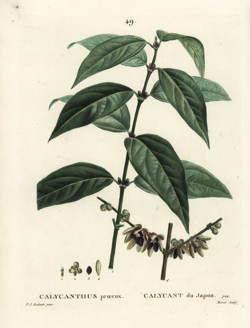 Japon yenibaharı, Chimonanthus praecox (Calycanthus praecox). Henri Louis Duhamel du Moncel
