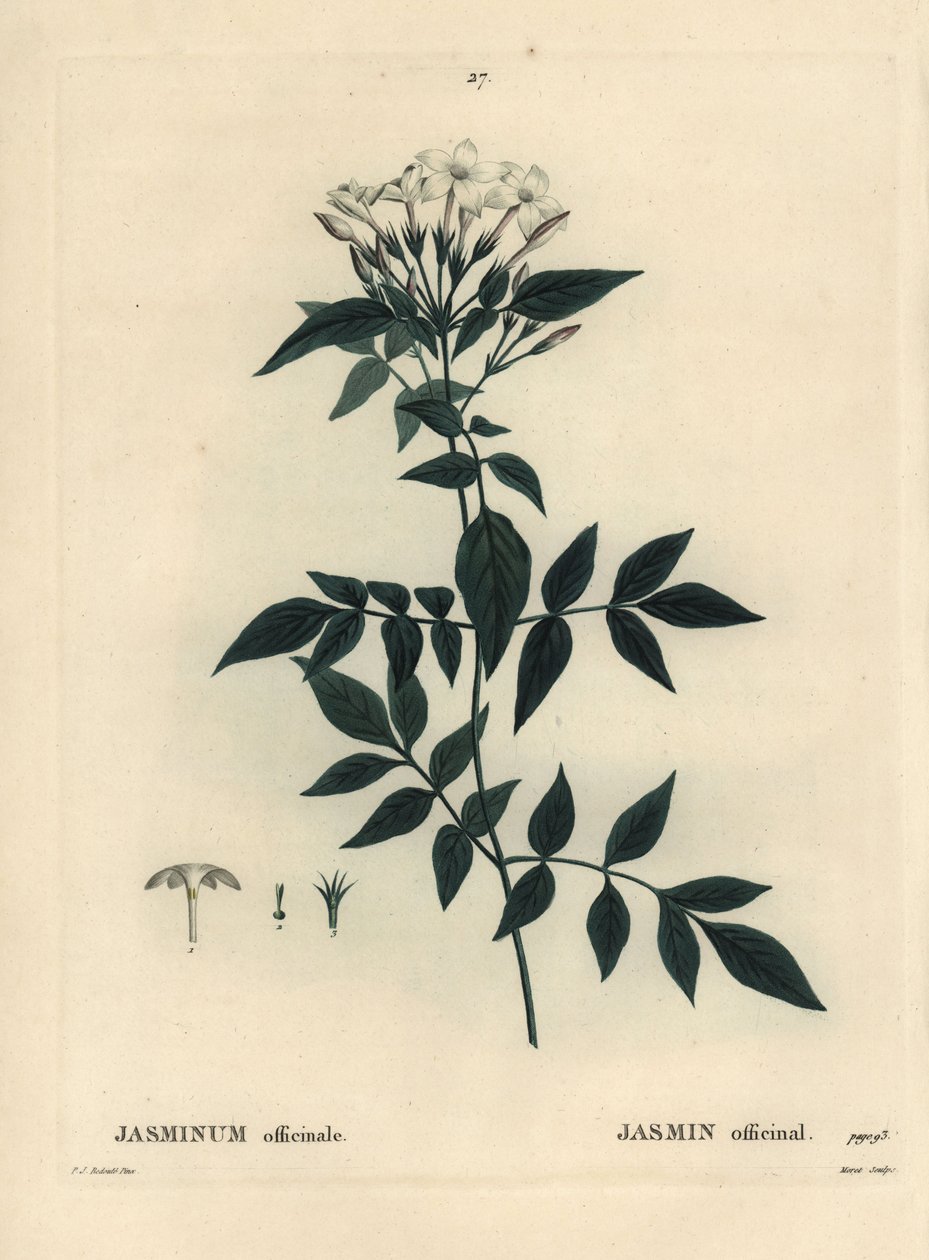 Yasemin, Jasminum officinale. Henri Louis Duhamel du Moncel
