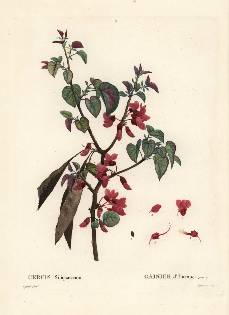 Erguvan ağacı, Cercis siliquastrum. Henri Louis Duhamel du Moncel