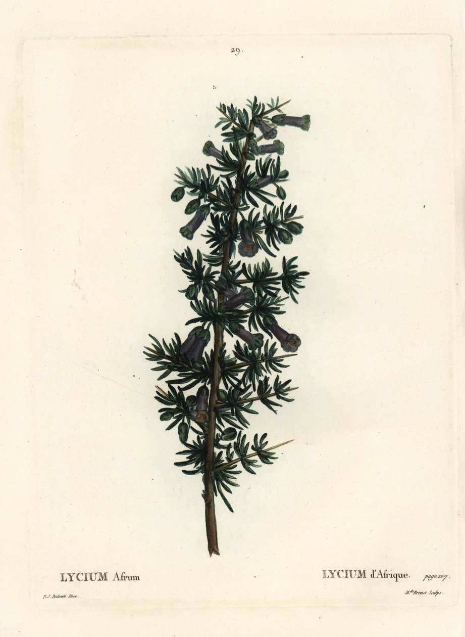 Kraal bal dikeni, Lycium afrum. Henri Louis Duhamel du Monceau