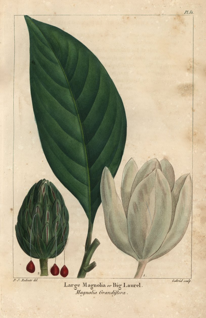 Büyük manolya ağacı, büyük defne, Manolya grandiflora (gravür) by Pierre Joseph Redouté