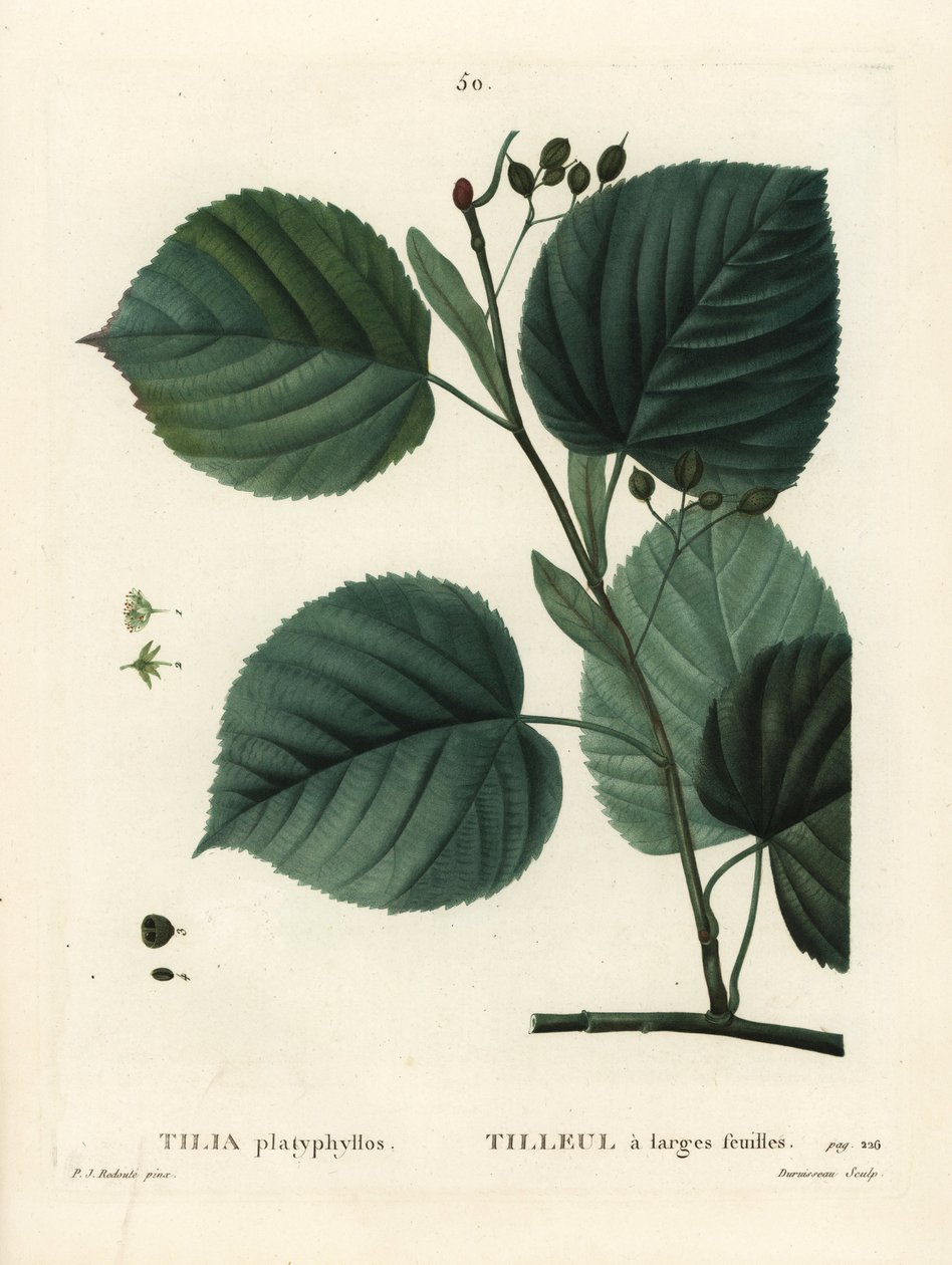 Büyük yapraklı ıhlamur ağacı, Tilia platyphyllos. Henri Louis Duhamel du Moncel