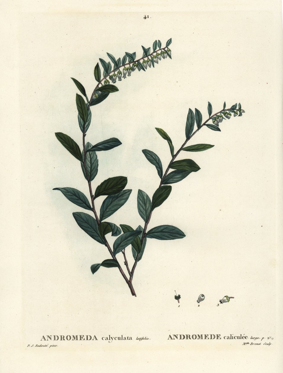 Leatherleaf, Chamaedaphne calyculata (Andromeda calyculata). Henri Louis Duhamel du Moncel