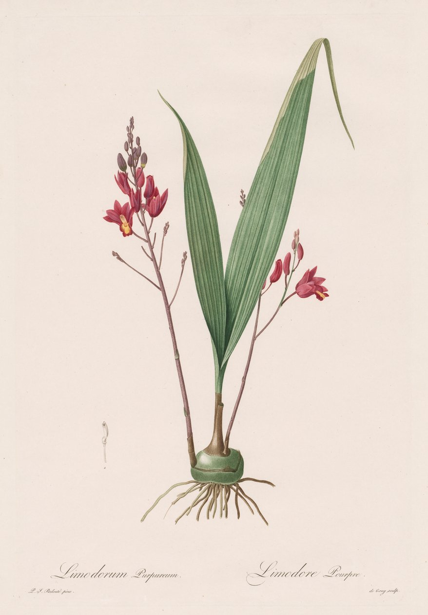 Les Liliacées: mor by Pierre Joseph Redouté