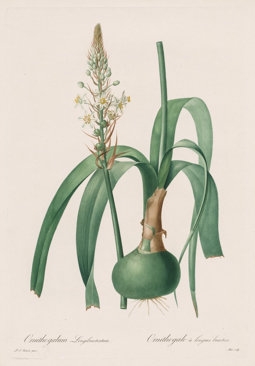 Les Liliacées: Ornithogalum longibracteatum by Pierre Joseph Redouté