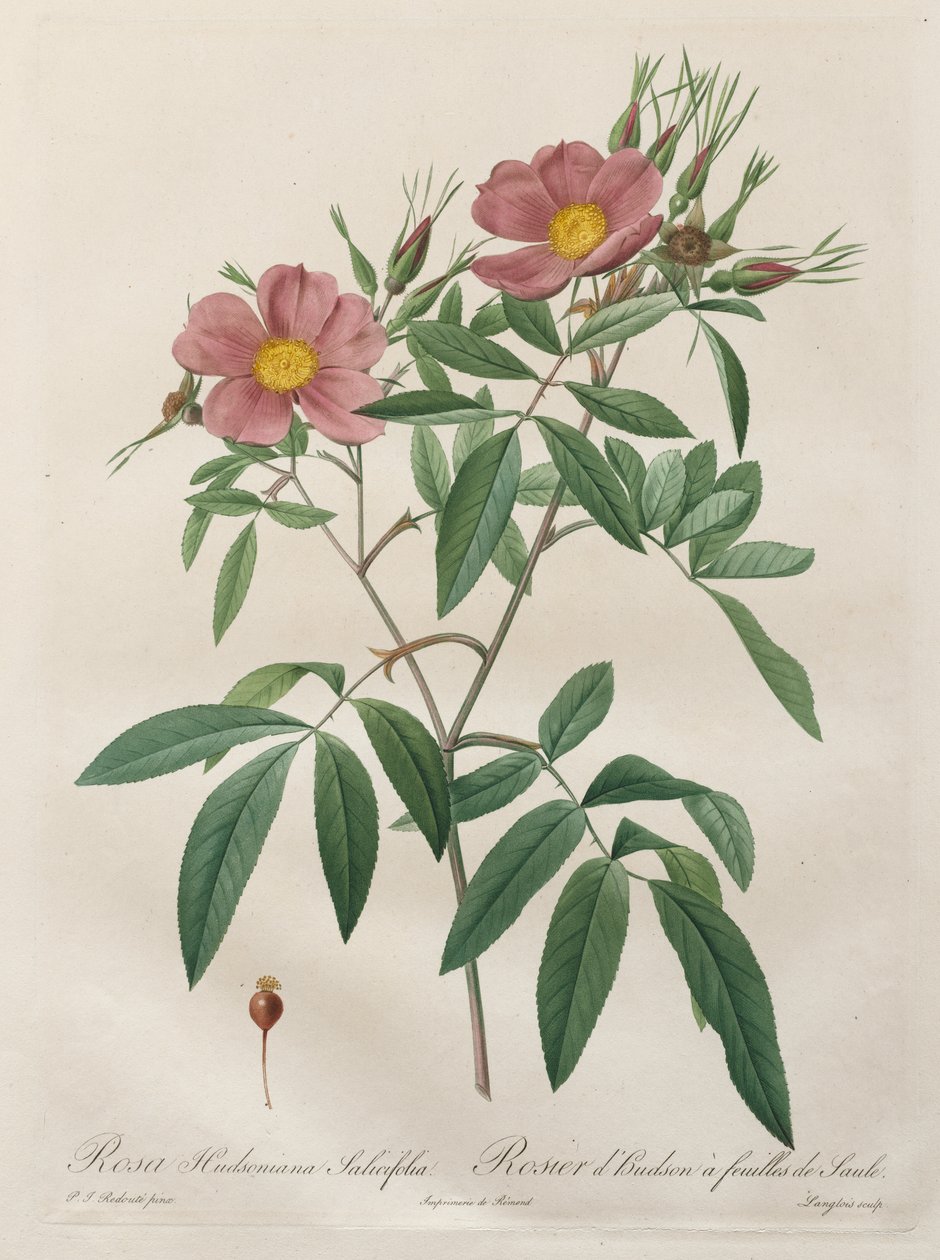 Les Roses: Rosa Hudsoniana Salicifolia by Pierre Joseph Redouté