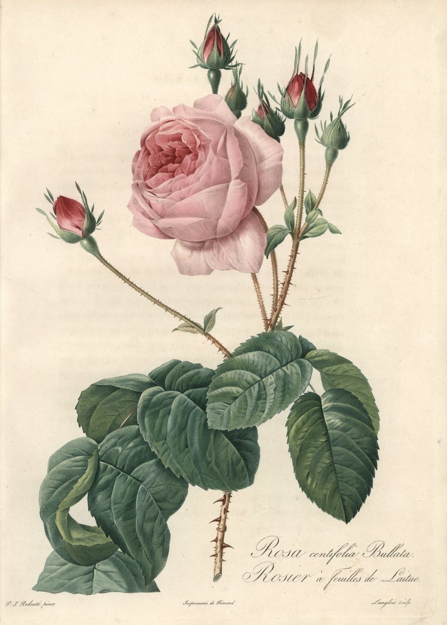 Marul yaprağı gülü - Eau forte de Langlois, Les Roses