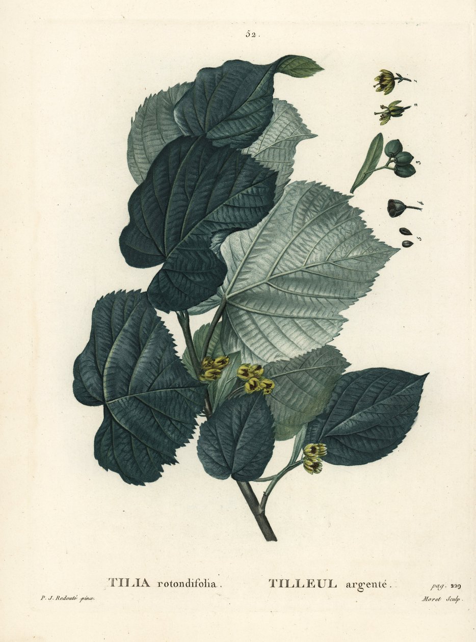 Kireç ağacı, Tilia rotundifolia. Henri Louis Duhamel du Moncel