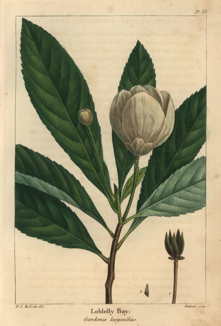 Loblolly bay, Gordonia lasyanthus (gravür) by Pierre Joseph Redouté