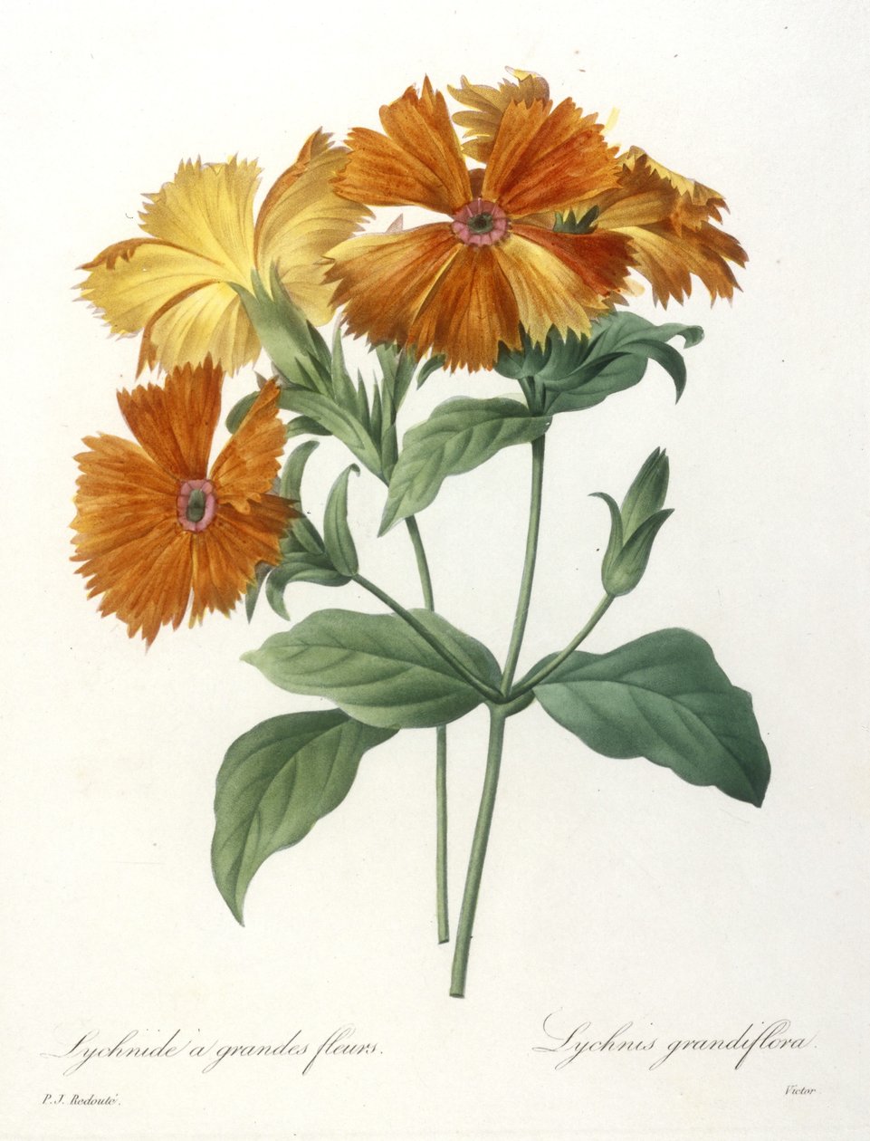 Büyük çiçekli Lychnidus, Lychnus grandiflora, En Güzel Çiçeklerin ve En Güzel Meyvelerin Seçimi