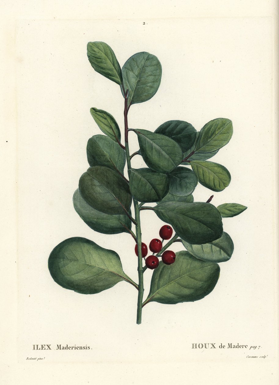 Madeira kutsal, Ilex perado (Holly of Madeira, Ilex maderiensis). Henri Louis Duhamel du Moncel
