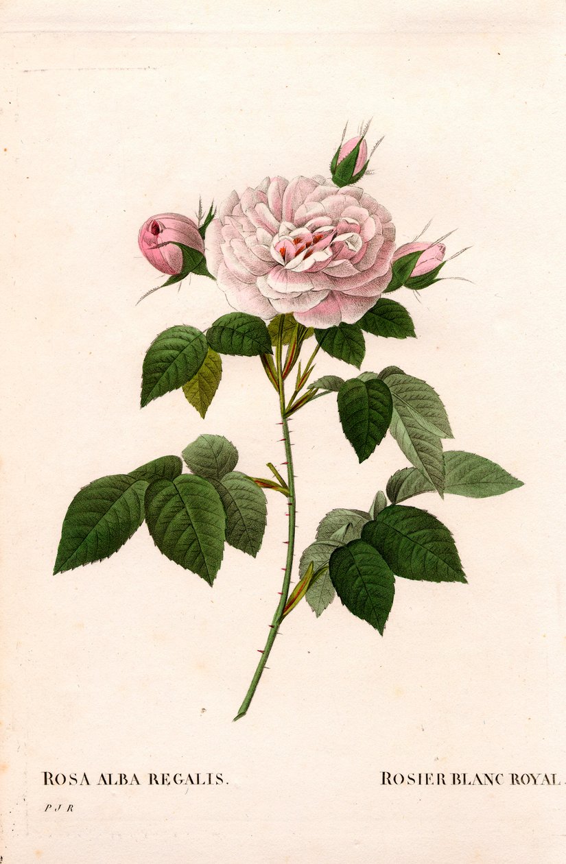 Maiden's pembe allık, asil beyaz gül, Rosa alba var. enkarnata. Pierre Joseph Redoute'un "Les Roses", Paris'inden elle boyanmış noktalı bakır levha gravürü by Pierre Joseph Redouté