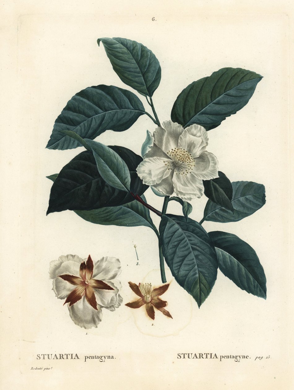 Malachodendron pentagynum (Stewartia veya Stuartia pentagyna). Henri Louis Duhamel du Monceau