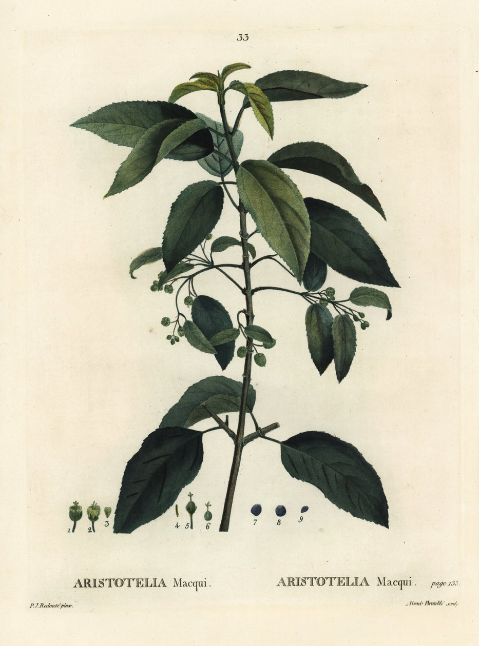 Maqui veya Şili üzümü, Aristotelia chilensis (Aristotelia macqui). Henri Louis Duhamel du Moncel