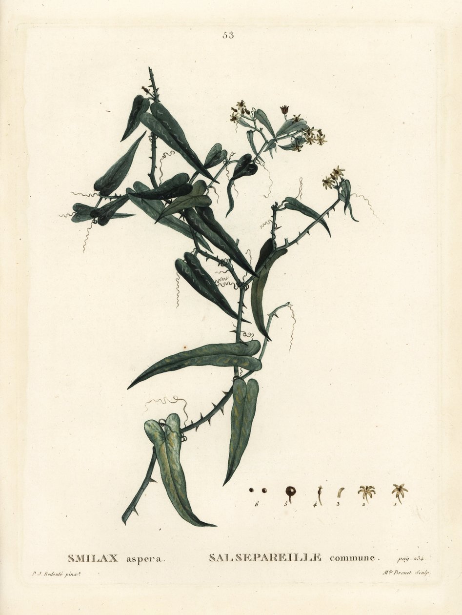 Akdeniz smilax, Smilax aspera. Henri Louis Duhamel du Moncel