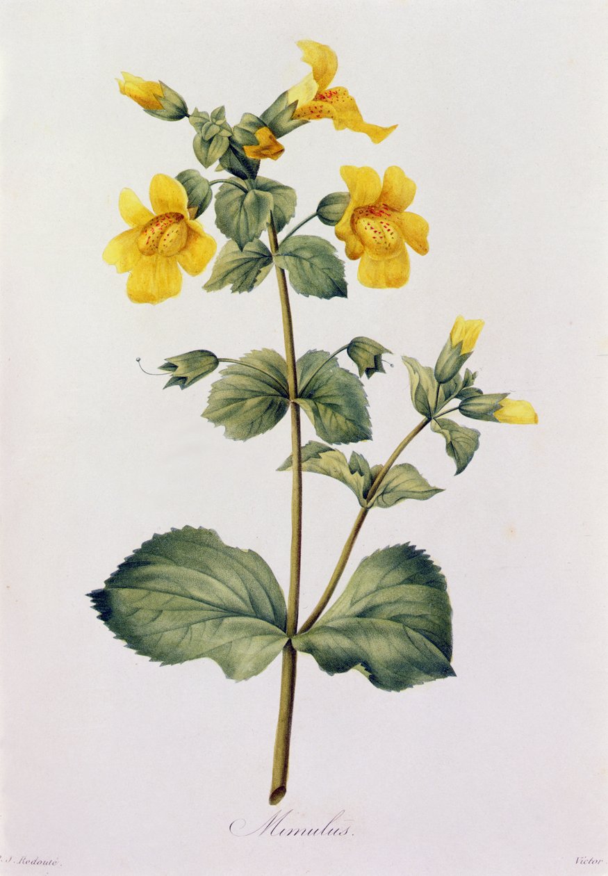Mimulus (renkli gravür) by Pierre Joseph Redouté