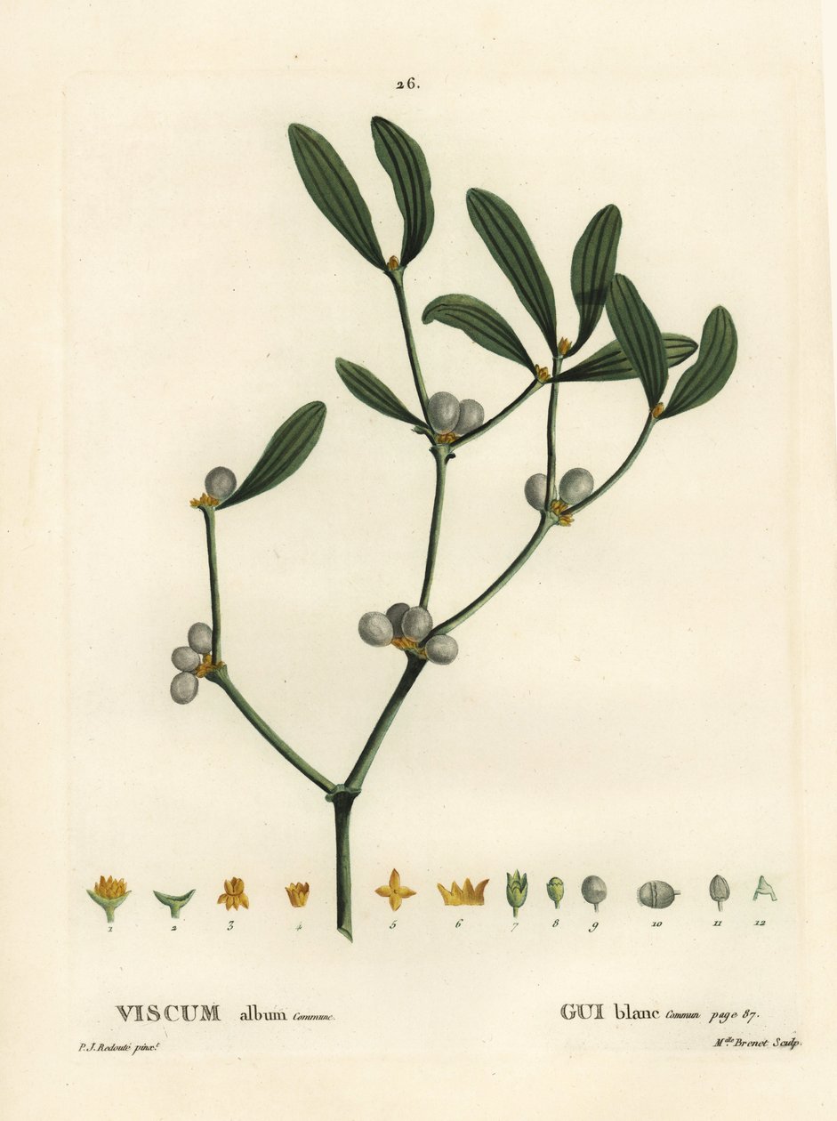 Ökseotu, Visum albümü. Henri Louis Duhamel du Moncel