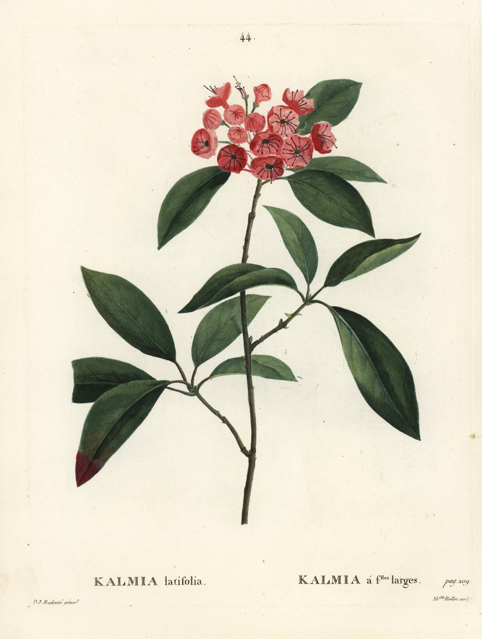 Dağ defnesi veya patiska çalısı, Kalmia latifolia. Henri Louis Duhamel du Moncel