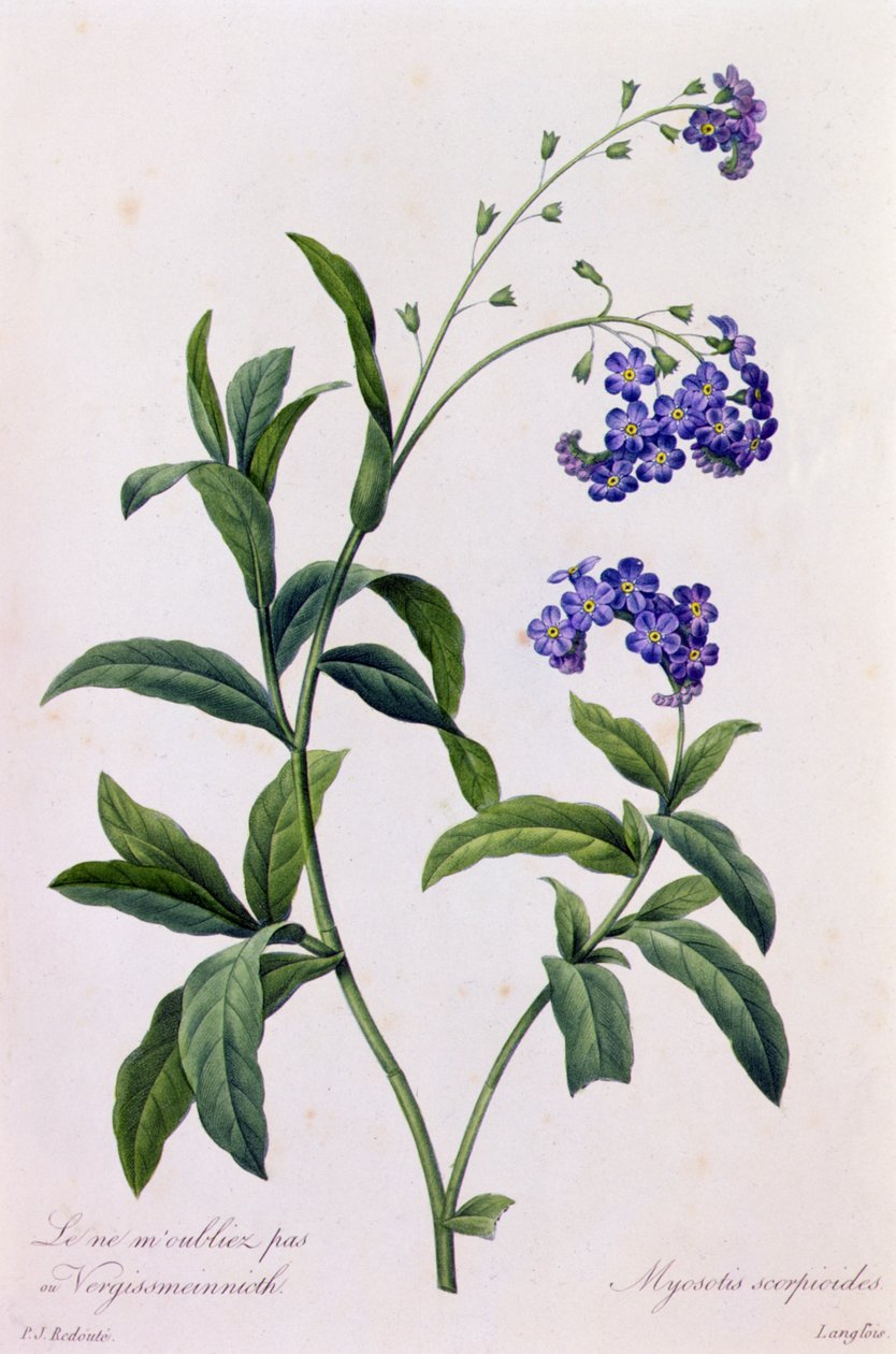 Myosotis Scorpiodes (renkli gravür) by Pierre Joseph Redouté