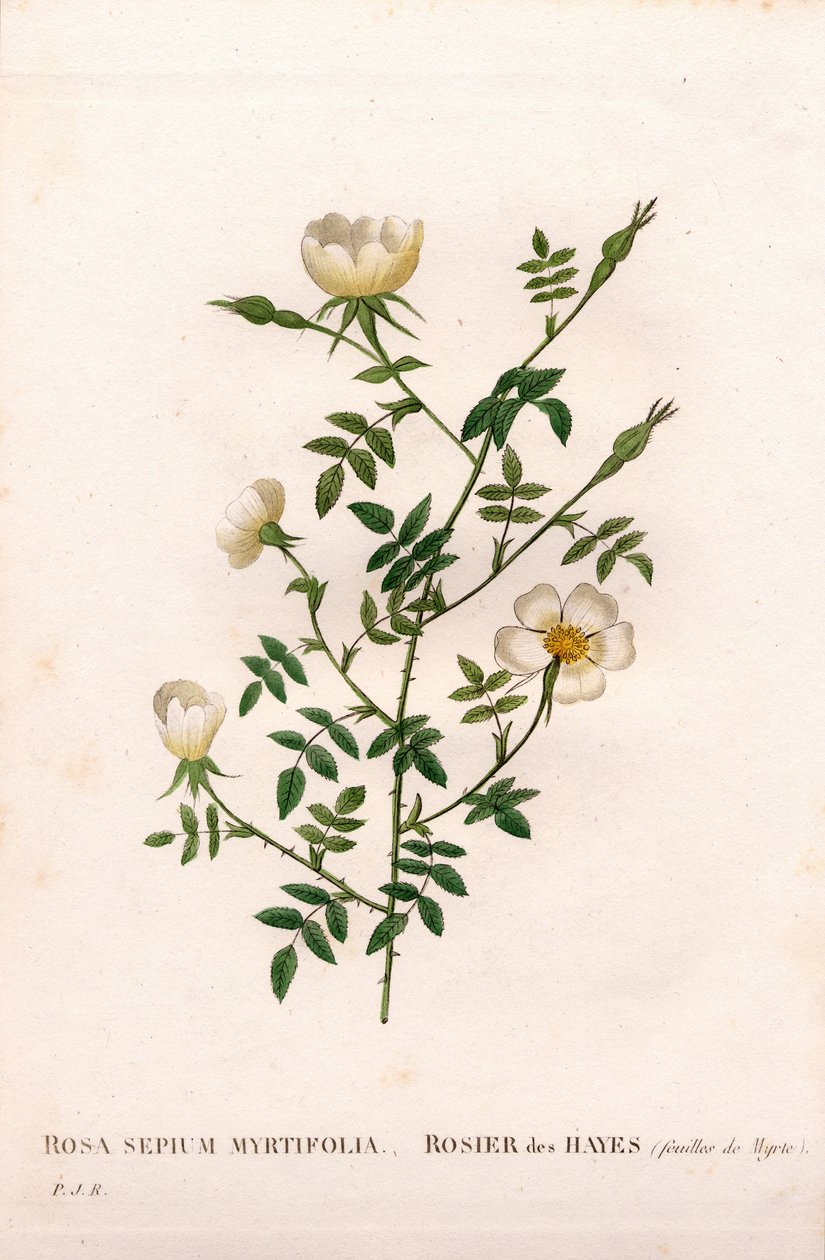 Mersin yapraklı çit gülü, Rosa aggrestis çeşidi, Mersin yapraklı Rose des Hayes. Pierre Joseph Redoute