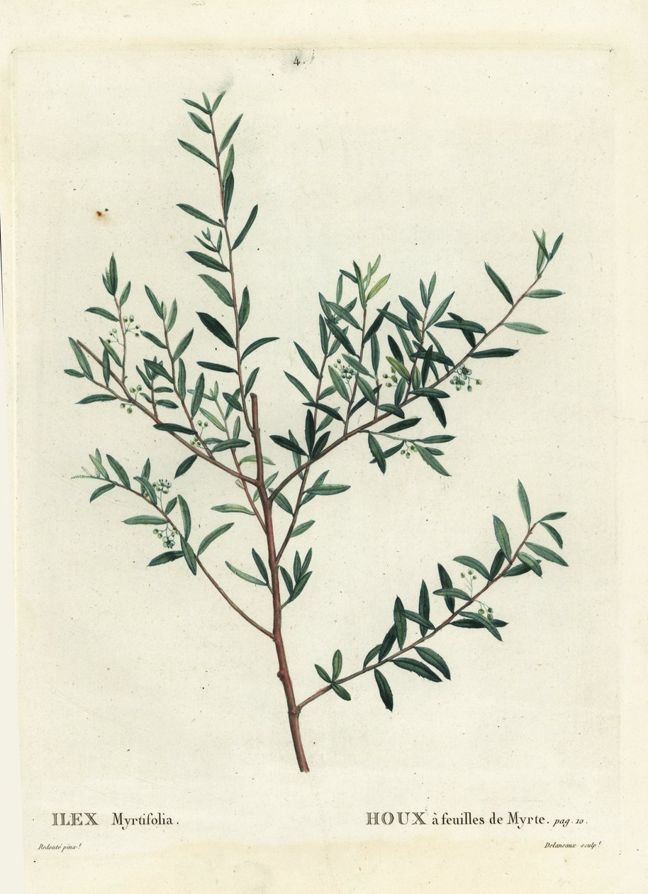 Myrtle kutsal veya mersin dahoon, Ilex myrtifolia. Henri Louis Duhamel du Moncel