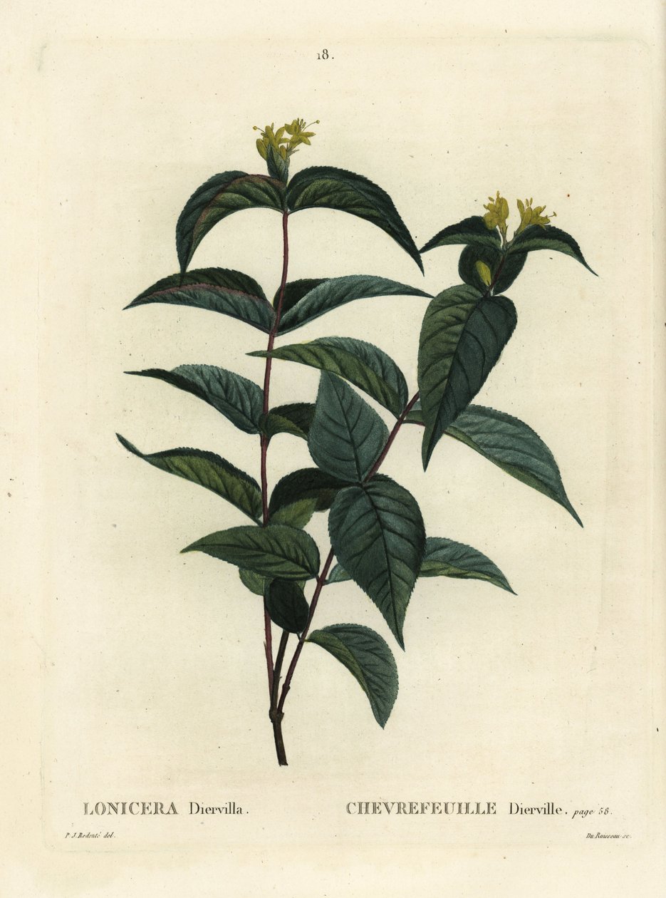 Kuzey çalı hanımeli, Diervilla lonicera (Lonicera diervilla). Henri Louis Duhamel du Moncel